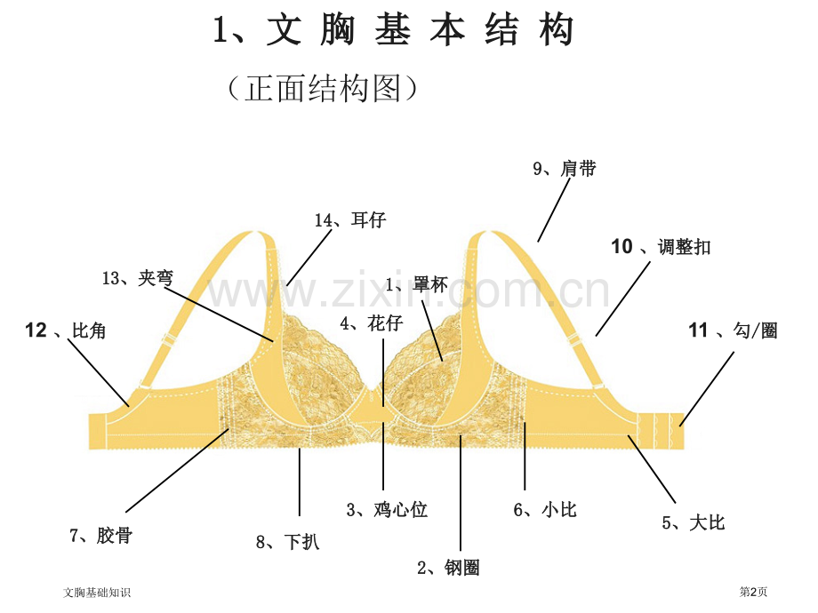 文胸基础知识.pptx_第2页