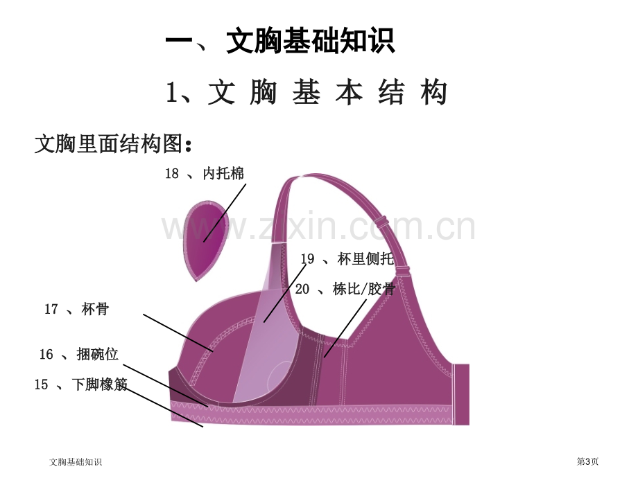 文胸基础知识.pptx_第3页