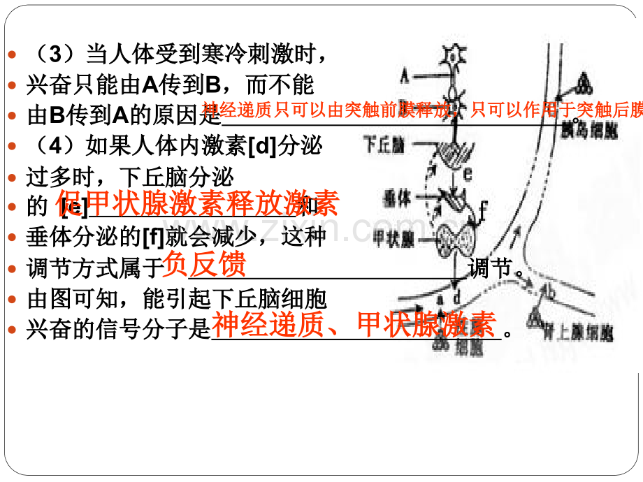 2016高三第一轮复习神经调节与体液调节的关系解析.pptx_第2页