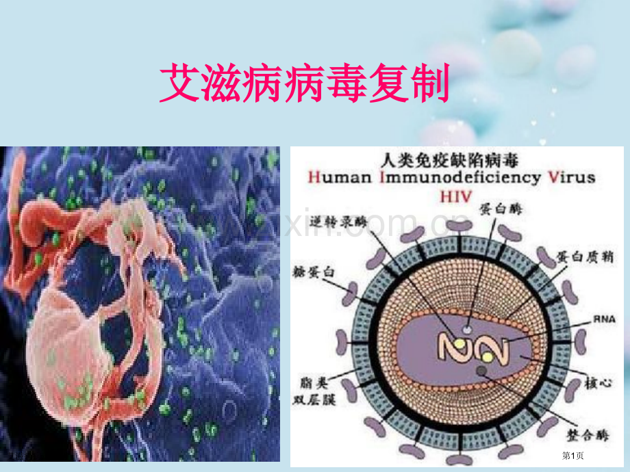 艾滋病病毒复制专家讲座.pptx_第1页