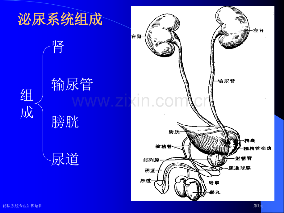 泌尿系统专业知识培训专家讲座.pptx_第3页