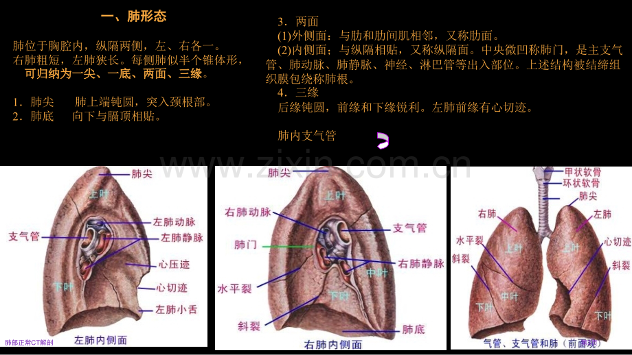 肺部正常CT解剖.pptx_第3页