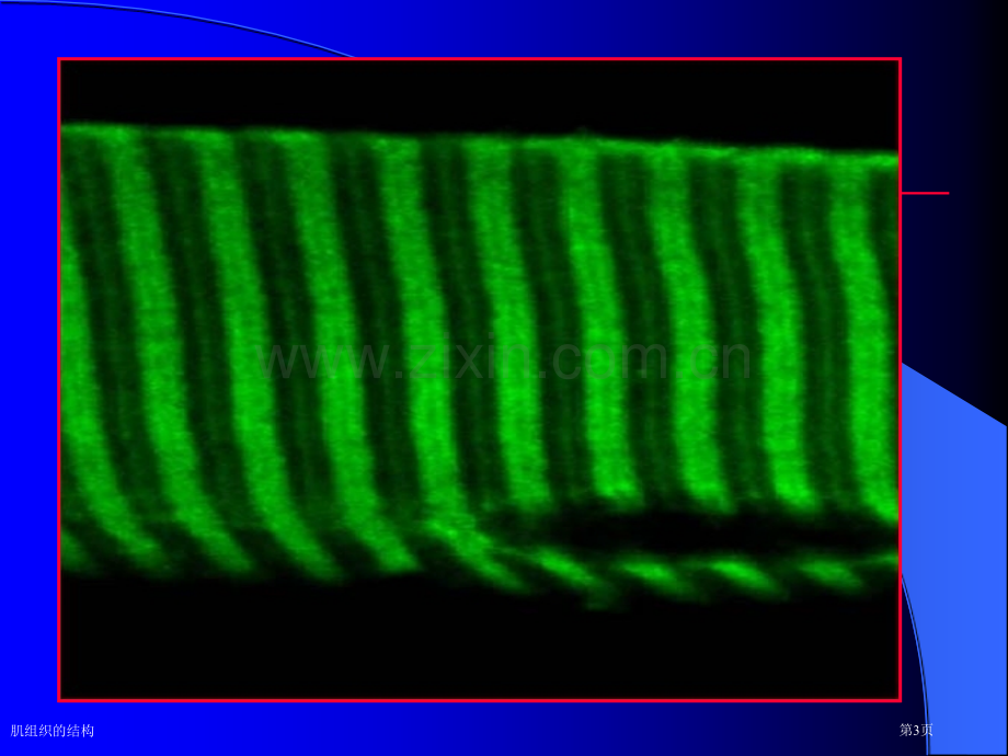 肌组织的结构.pptx_第3页