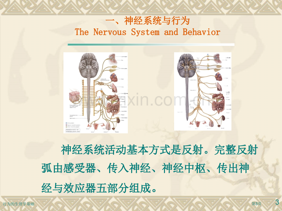 行为的生理学基础专家讲座.pptx_第3页