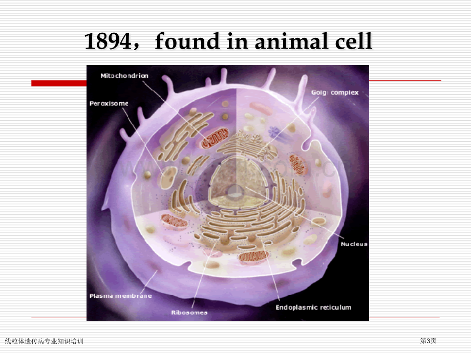 线粒体遗传病专业知识培训专家讲座.pptx_第3页