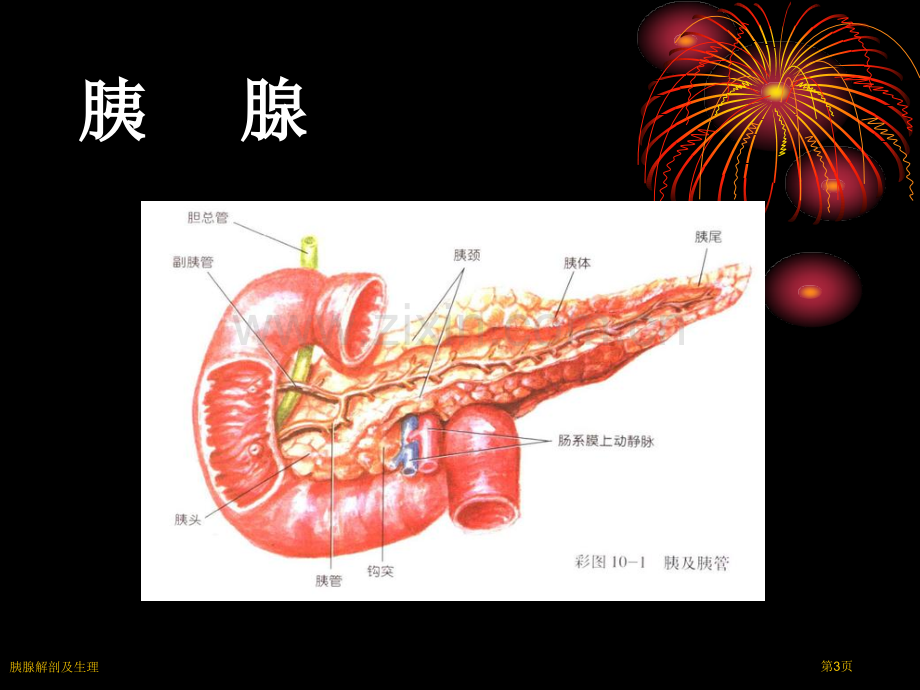 胰腺解剖及生理.pptx_第3页