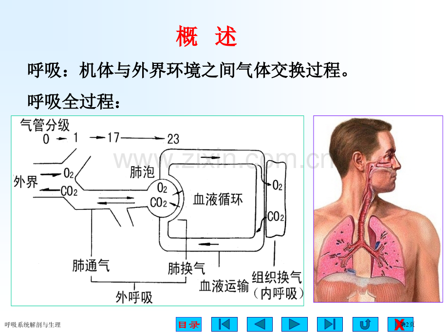 呼吸系统解剖与生理.pptx_第2页