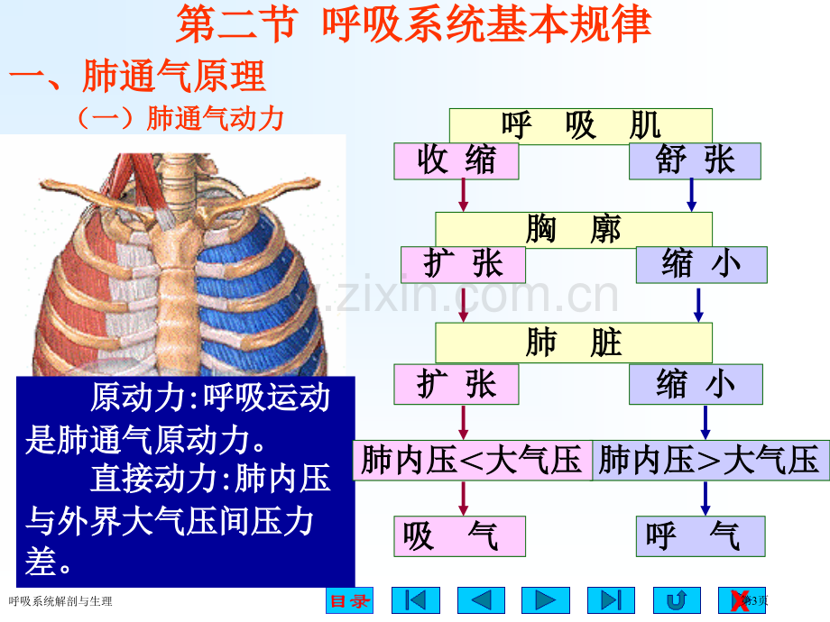 呼吸系统解剖与生理.pptx_第3页