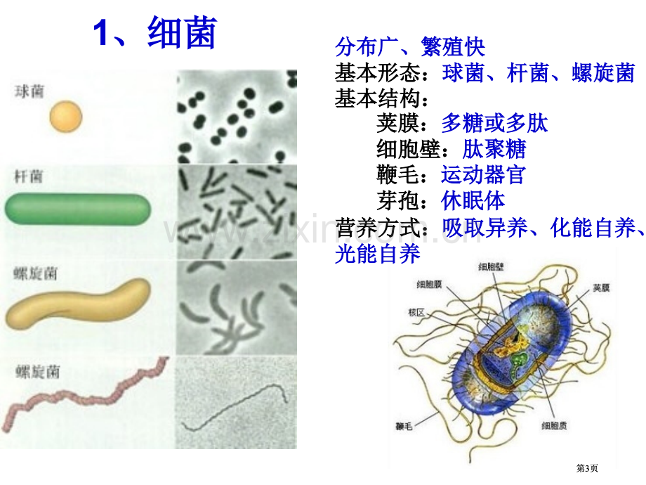 普通生物学复习资料公开课一等奖优质课大赛微课获奖课件.pptx_第3页