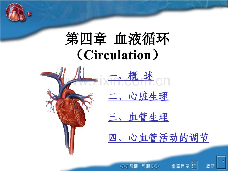 04circulation.pptx_第1页