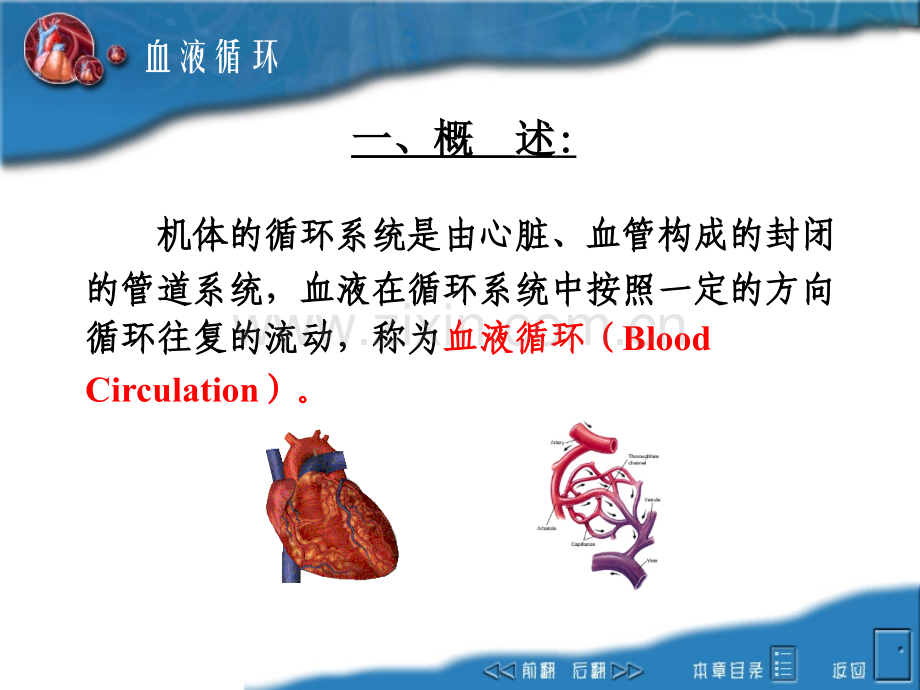 04circulation.pptx_第2页