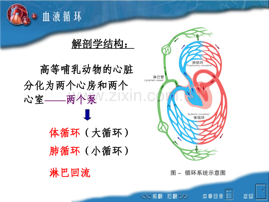 04circulation.pptx_第3页