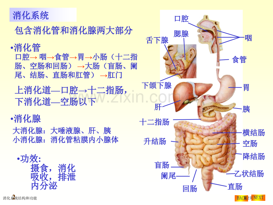 消化系统结构和功能专家讲座.pptx_第2页