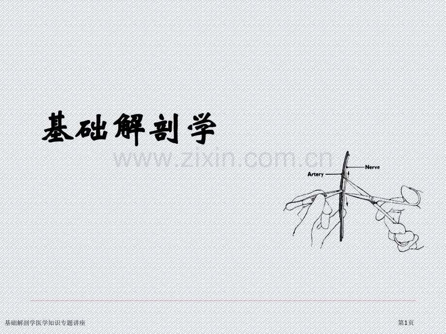 基础解剖学医学知识专题讲座专家讲座.pptx_第1页