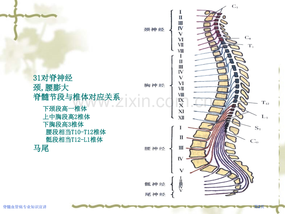 脊髓血管病专业知识宣讲.pptx_第2页