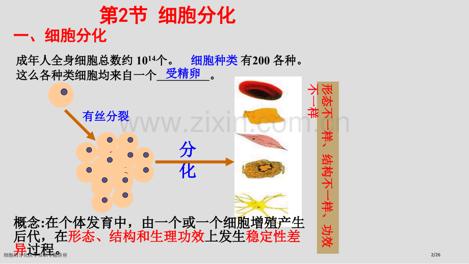 细胞的分化医学知识专题讲座.pptx_第2页