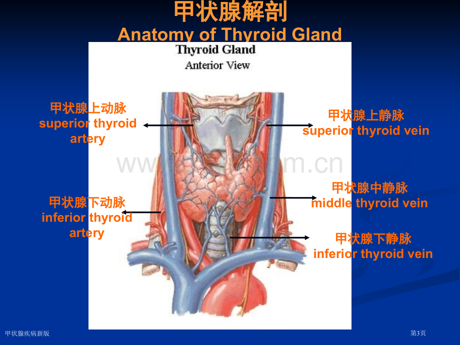 甲状腺疾病新版.pptx_第3页