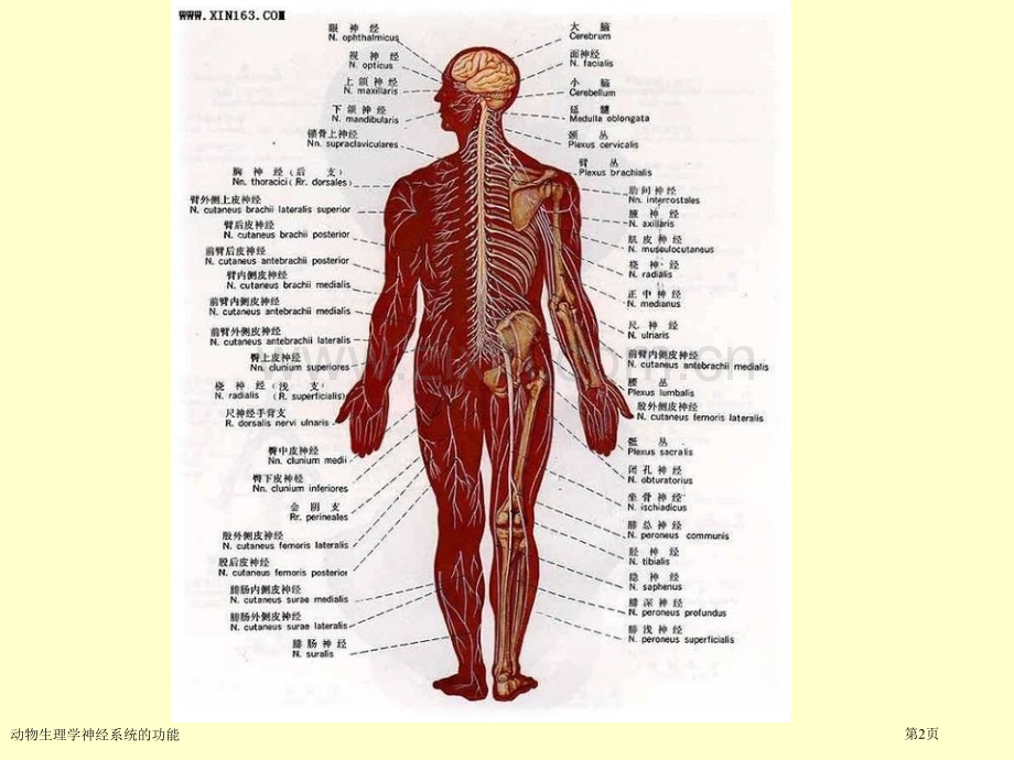 动物生理学神经系统的功能专家讲座.pptx_第2页