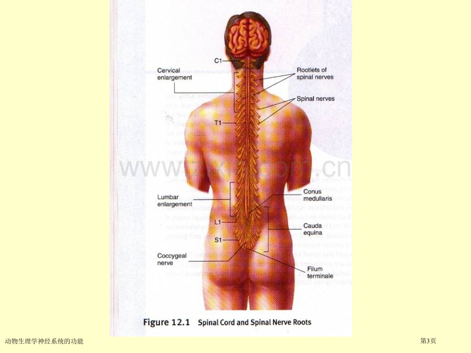 动物生理学神经系统的功能专家讲座.pptx_第3页