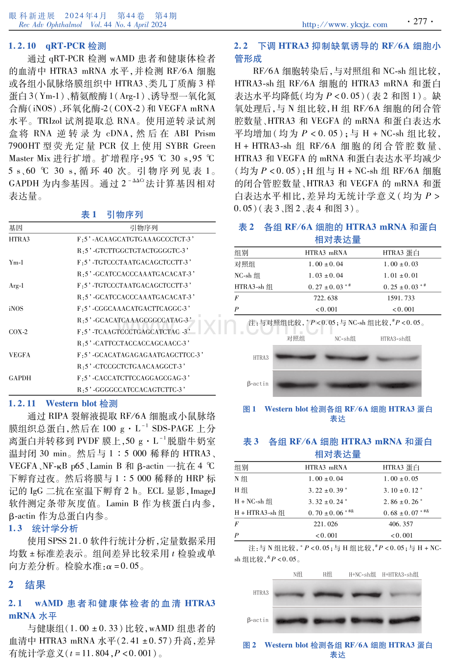 HTRA3基因对脉络膜新生血管和M2型巨噬细胞极化的影响.pdf_第3页