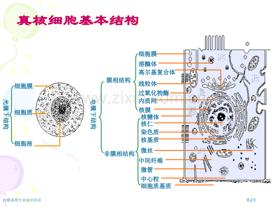 内膜系统专业知识培训专家讲座.pptx_第2页