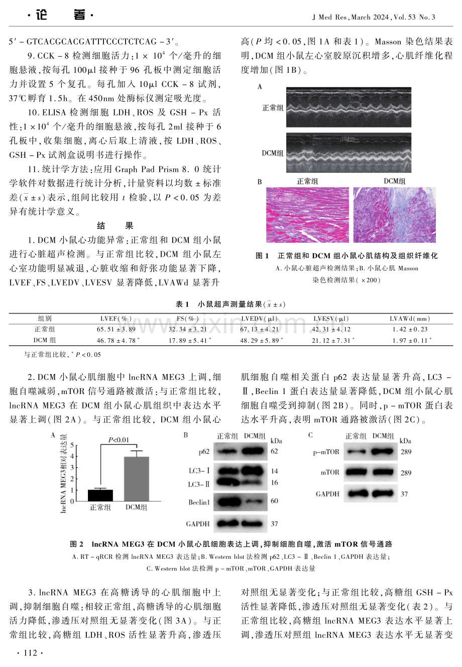 lncRNA MEG3调控mTOR介导的自噬在糖尿病心肌病中的作用.pdf_第3页