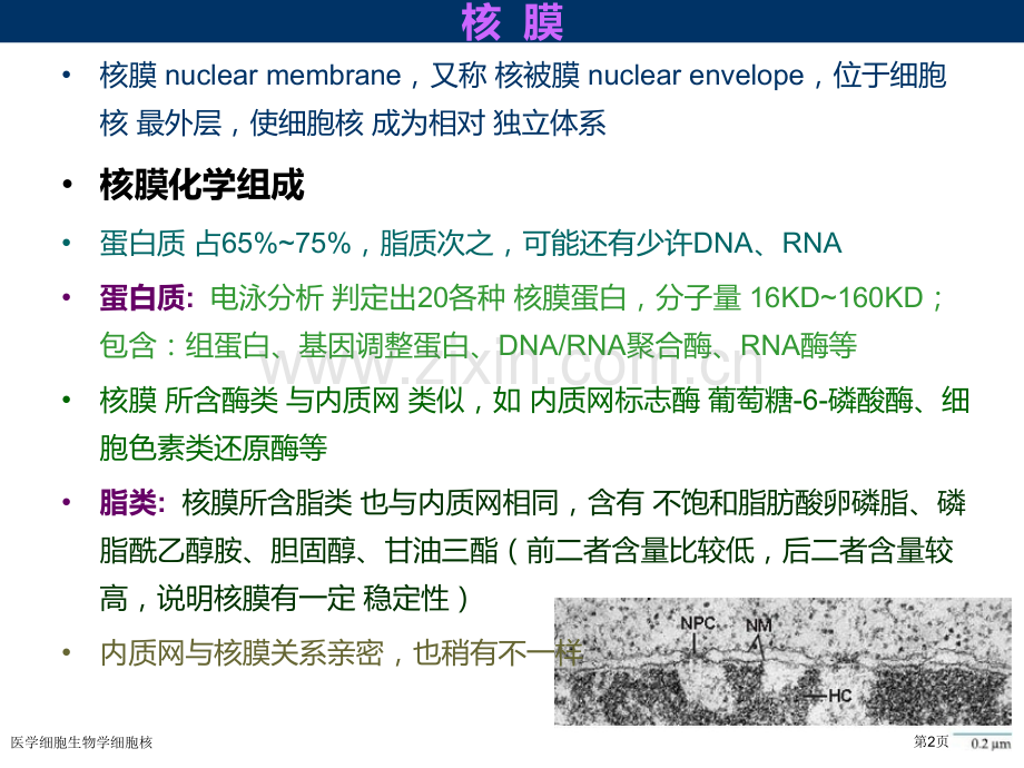 医学细胞生物学细胞核专家讲座.pptx_第2页