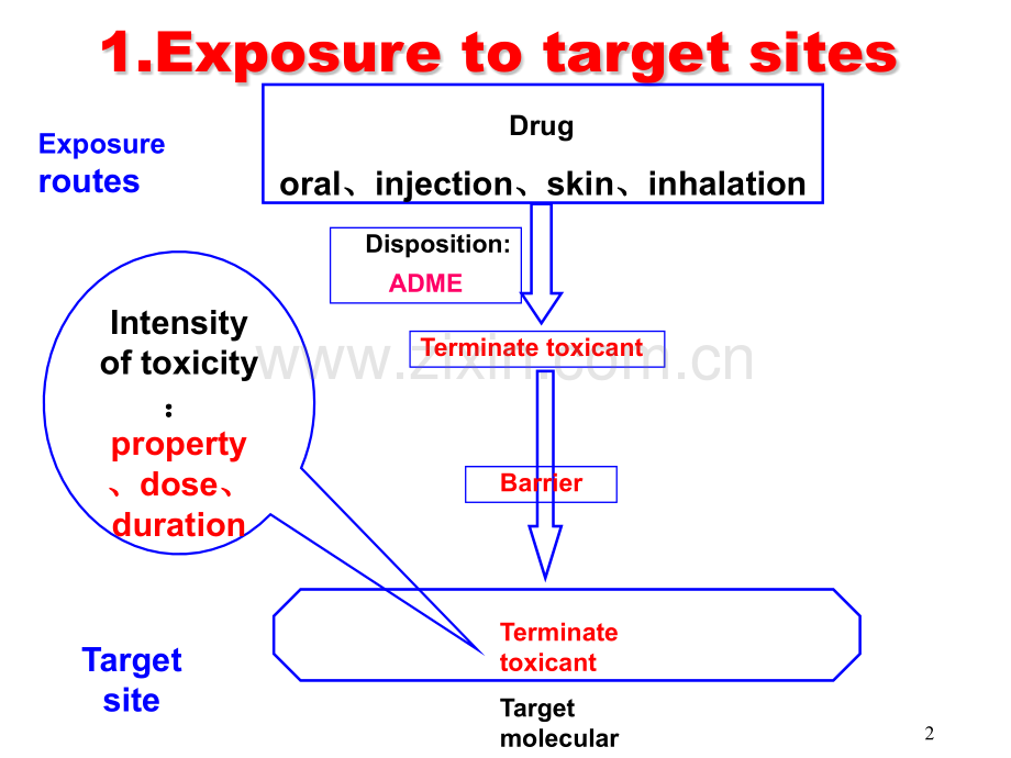 靶器官毒性.pptx_第2页