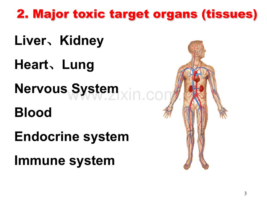 靶器官毒性.pptx_第3页