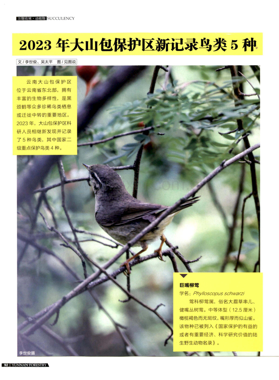 2023年大山包保护区新记录鸟类5种.pdf_第1页