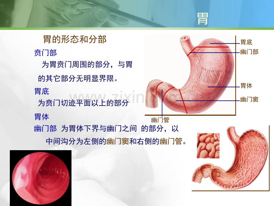 膳食喝水.pptx_第3页