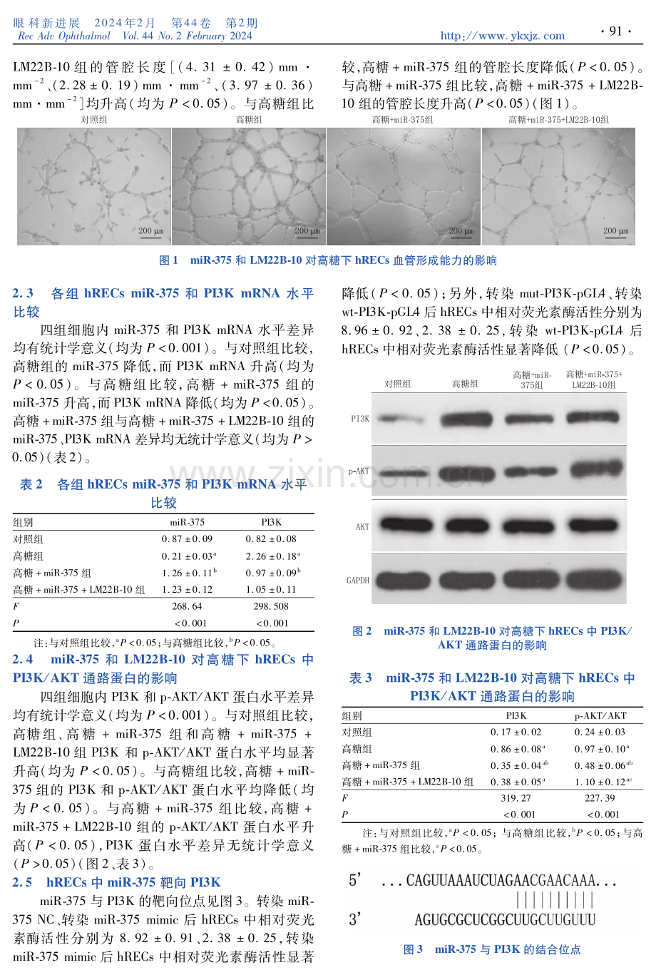 miR-375靶向PI3K_AKT通路在高糖诱导的人视网膜内皮细胞增殖和血管生成中的作用.pdf_第3页