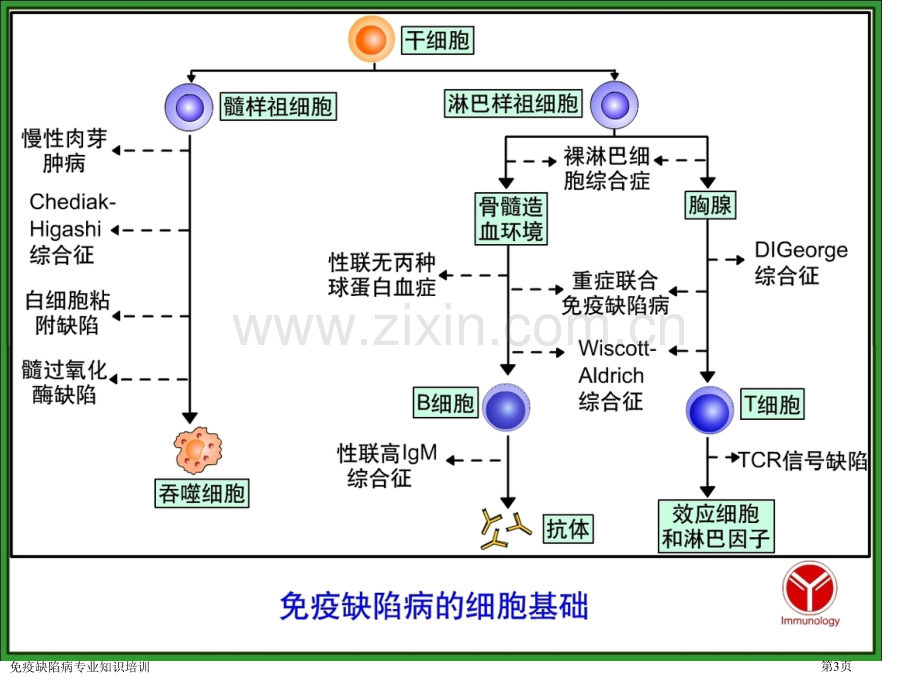 免疫缺陷病专业知识培训专家讲座.pptx_第3页