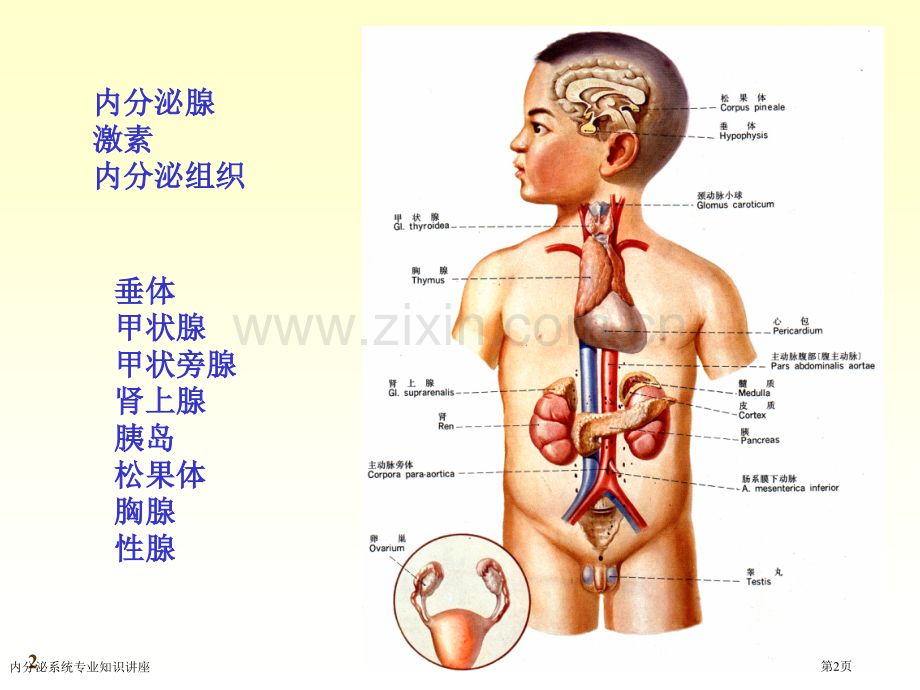 内分泌系统专业知识讲座专家讲座.pptx_第2页