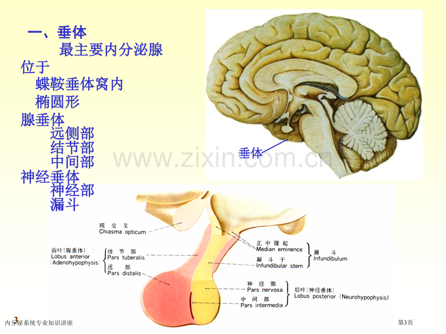 内分泌系统专业知识讲座专家讲座.pptx_第3页