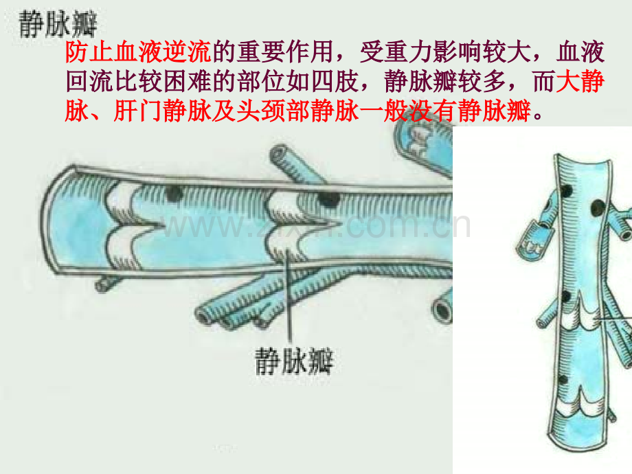 心血管系统静脉.pptx_第3页