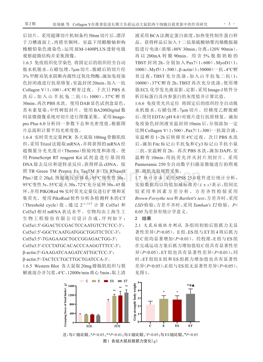 CollagenⅤ在推拿促进长期大负荷运动大鼠肌肉干细胞自我更新中的作用研究.pdf_第3页