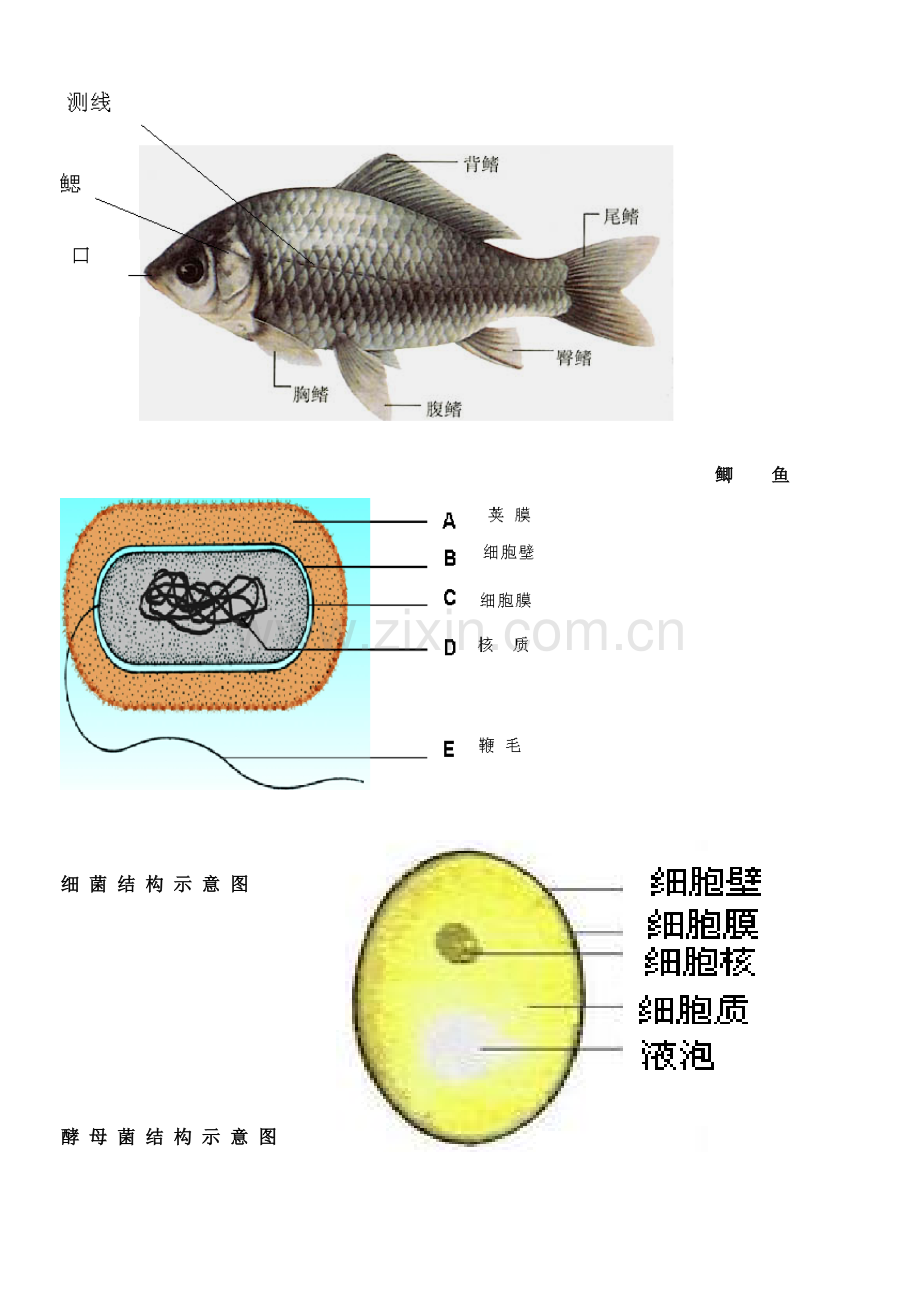 2023年苏教版八年级生物知识点汇总.doc_第3页