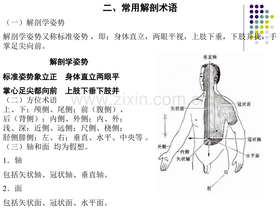 人体解剖学全(00002).pptx_第3页