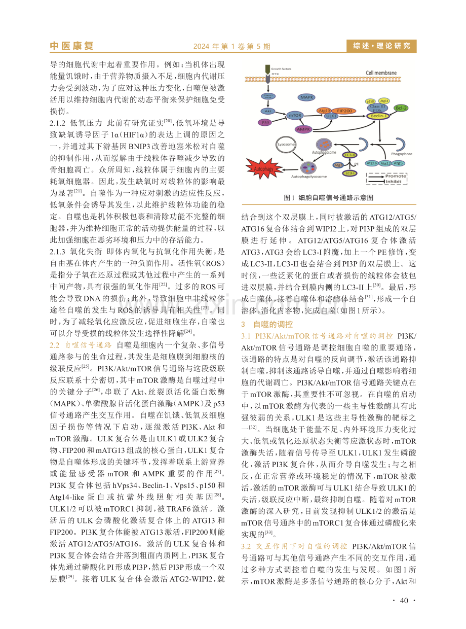 基于PI3K_Akt_mTOR信号通路探讨细胞自噬对激素性股骨头缺血性坏死的作用机制研究进展.pdf_第3页