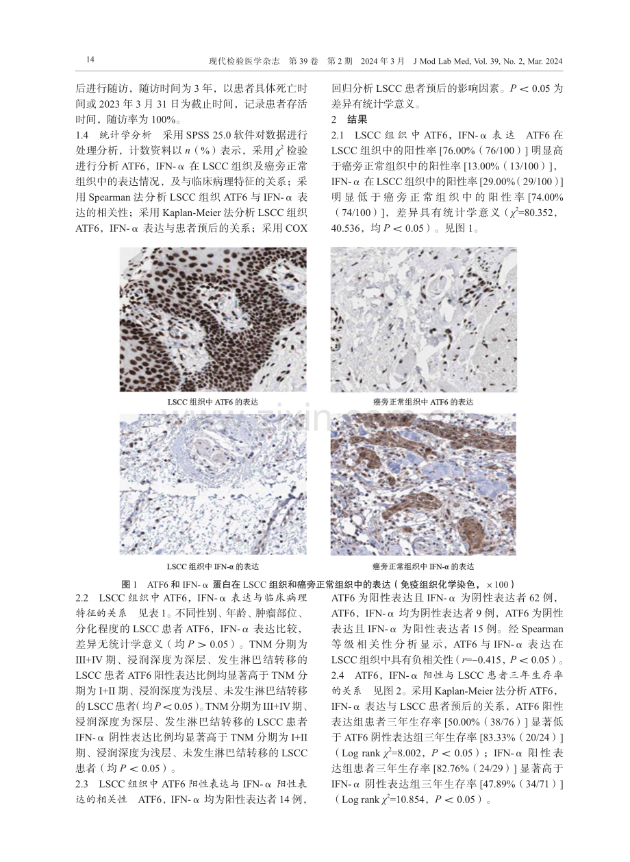 喉鳞状细胞癌组织中ATF6和IFN-α的表达与临床病理特征及预后的相关性研究.pdf_第3页