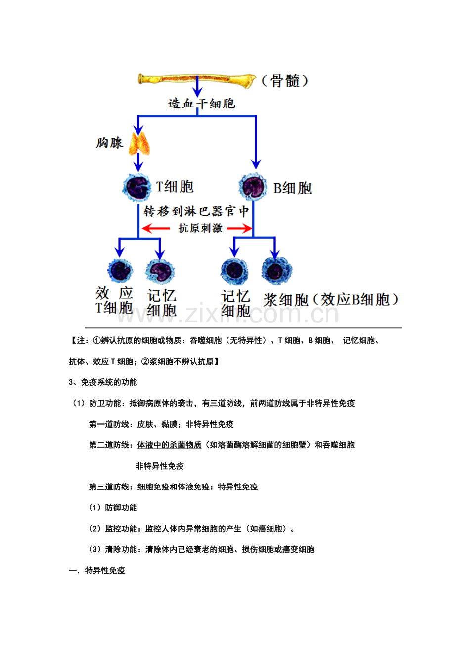 免疫调节知识点笔记.doc_第2页