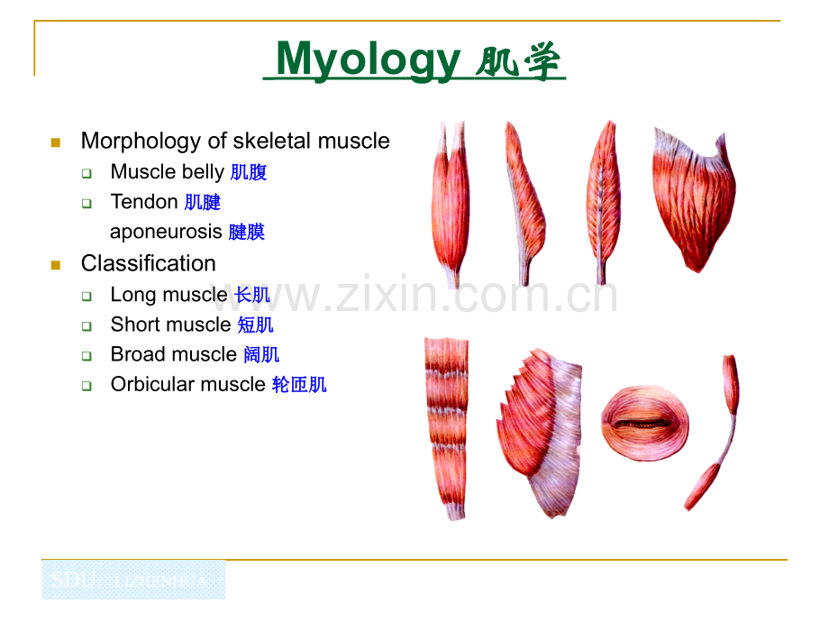 61Myology.pptx_第2页