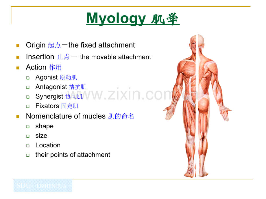 61Myology.pptx_第3页