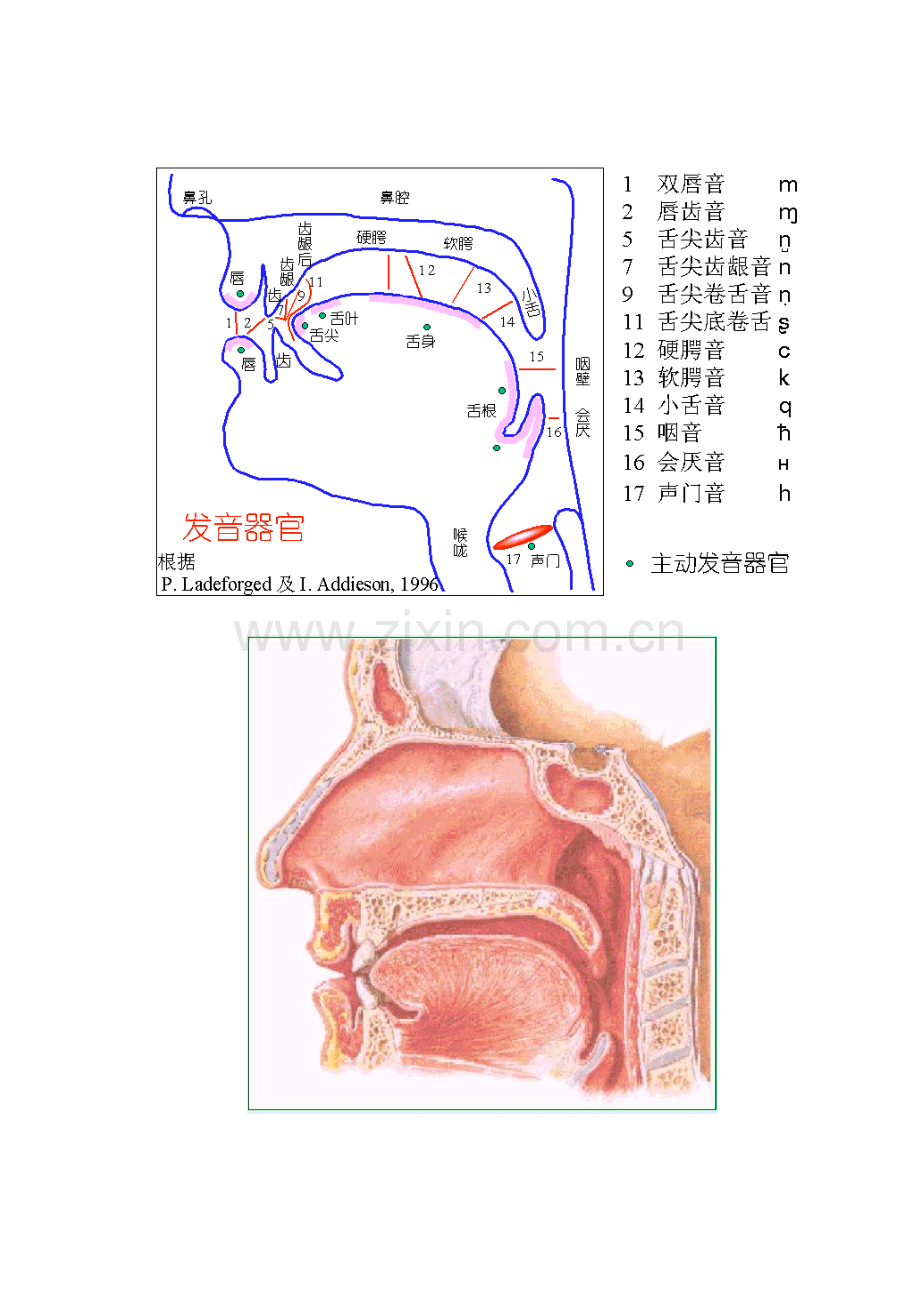 英语国际音标发音规则及口型舌位图.doc_第2页