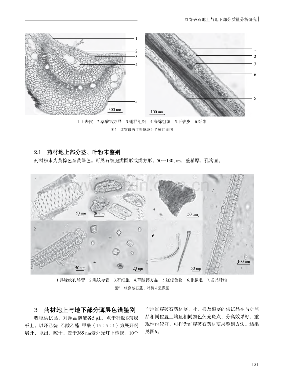 红穿破石地上与地下部分质量分析研究.pdf_第3页