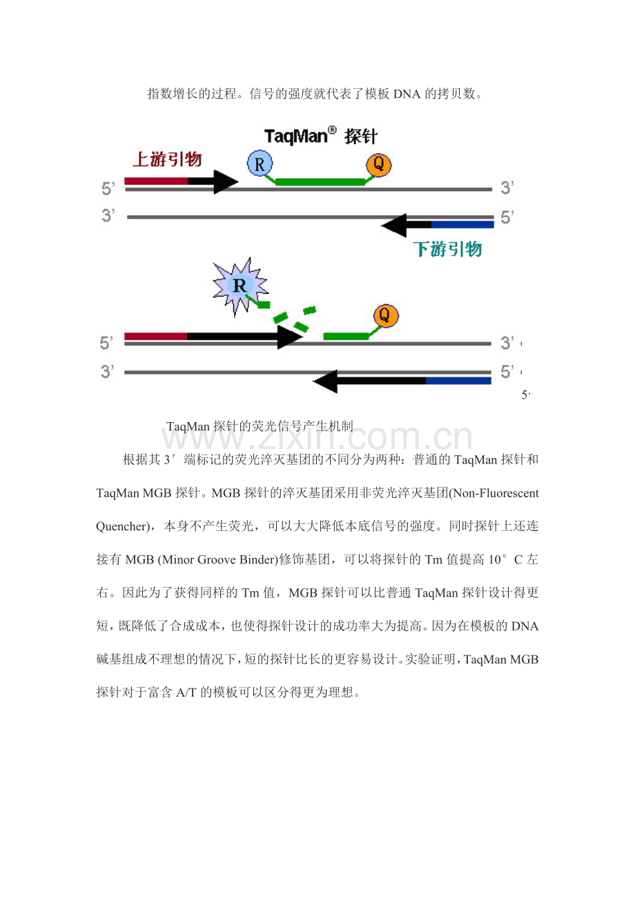 荧光定量PCR的原理及使用.doc_第3页