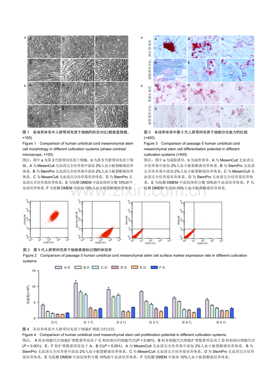 培养体系对维持人脐带间充质干细胞特性及其体外扩增效率的影响.doc_第3页