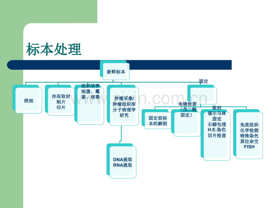 临床病理取材规范.ppt_第3页