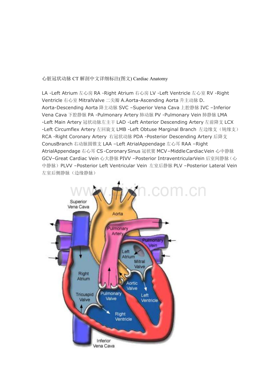 心脏冠状动脉CT解剖中文详细标注(图文)CardiacAnatomy.doc_第1页